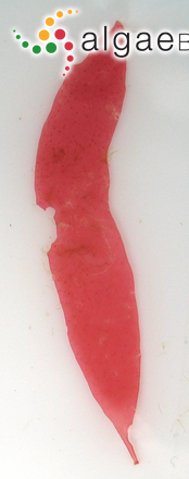 Nesoia latifolia (P.Crouan & H.Crouan ex Kützing) H.W.Lee & M.S.Kim