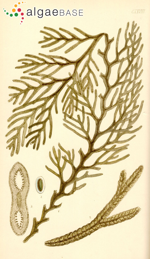 Platythalia angustifolia Sonder