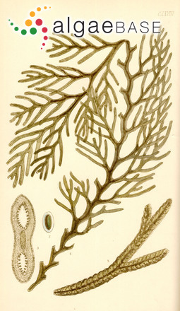 Carpoglossum angustifolium (Sonder) J.Agardh