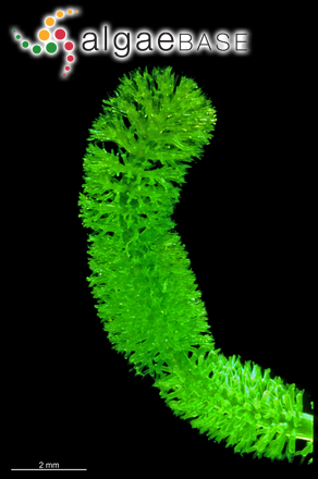Dasycladus vermicularis (Scopoli) Krasser