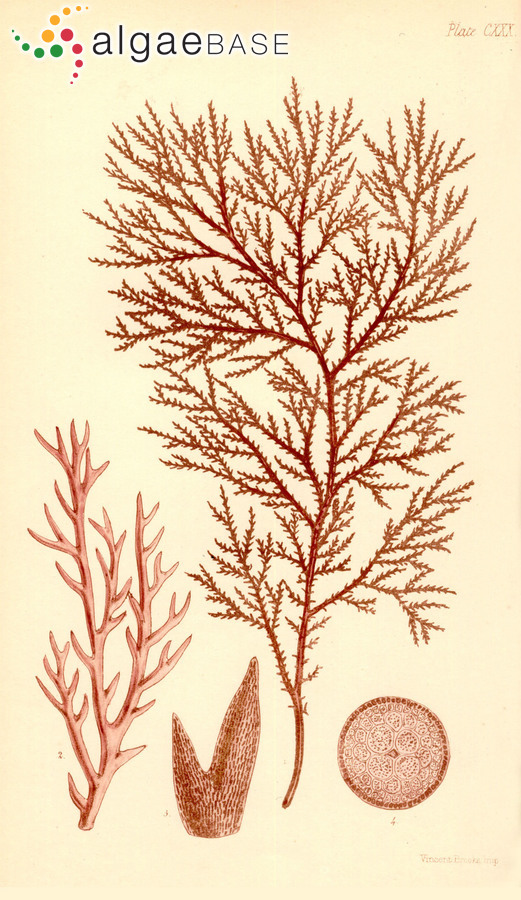 Endosiphonia spinulosa (Harvey) Womersley & M.J.Parsons