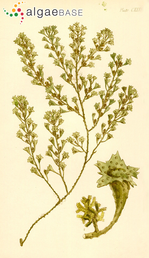Turbinaria gracilis Sonder