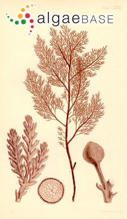 Chiracanthia arborea (Harvey) Falkenberg