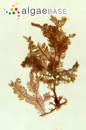 Dasyphila plumarioides Yendo