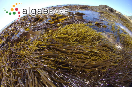 Brassicophycus sisymbrioides (Kützing) Molinari & Guiry