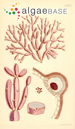 Coelarthrum opuntia (Endlicher) Børgesen