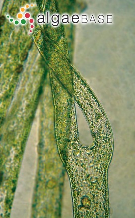 Derbesia vaucheriiformis (Harvey) J.Agardh