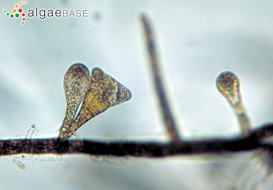 Sphacelaria tribuloides Meneghini