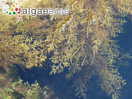 Cystoseira humilis Schousboe ex Kützing