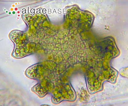 Blastophysa rhizopus Reinke