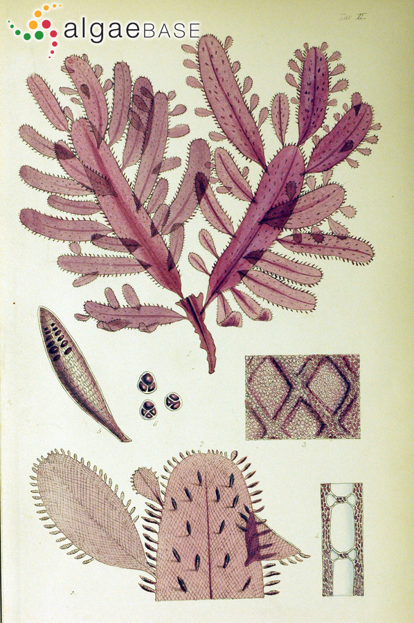 Lenormandia marginata Hooker f. & Harvey