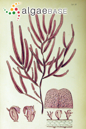 Epiglossum smithiae (Hooker f. & Harvey) Kützing