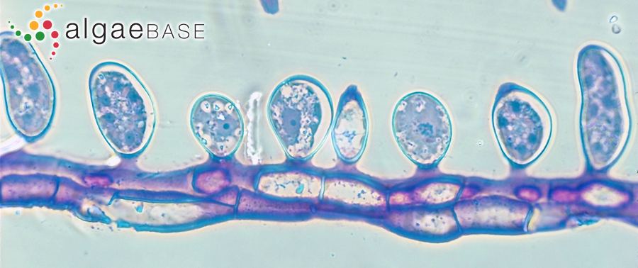 Microzonia abyssicola (Setchell & N.L.Gardner) Camacho & Fredericq