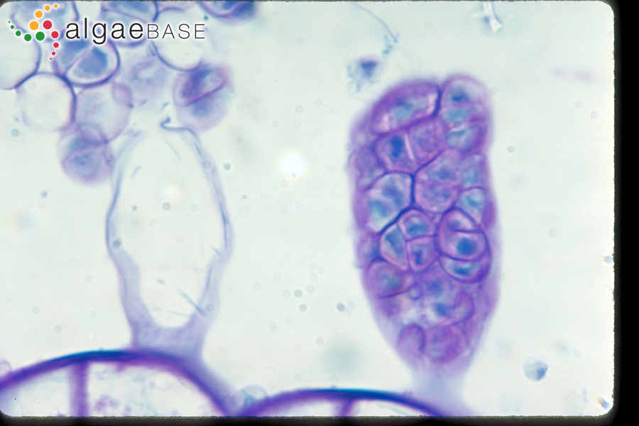 Microzonia abyssicola (Setchell & N.L.Gardner) Camacho & Fredericq