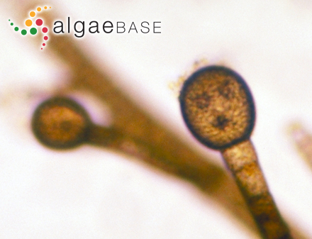 Haplospora globosa Kjellman