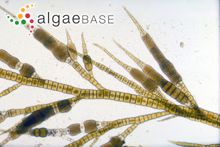 Phaeosiphoniella cryophila R.G.Hooper, E.C.Henry & Kuhlenkamp