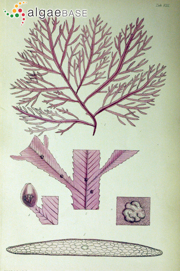 Leptophyllis conferta (R.Brown ex Turner) J.Agardh