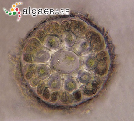 Digenea simplex (Wulfen) C.Agardh