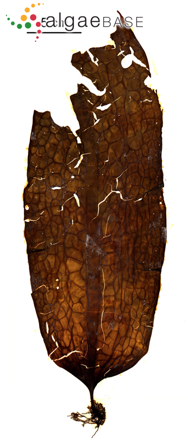 Dictyoneurum reticulatum (De A.Saunders) P.C.Silva