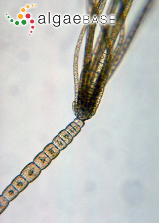 Sporochnus bolleanus Montagne