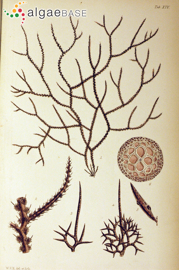 Echinothamnion hystrix (Hooker f. & Harvey) Kylin
