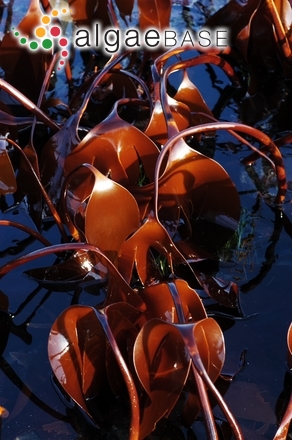 Laminaria setchellii P.C.Silva