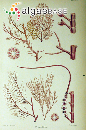 Herposiphonia versicolor (Hooker & Harvey) Reinbold