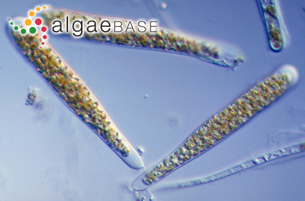 Saccorhiza dermatodea (Bachelot Pylaie) J.Agardh