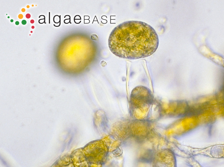 Saccorhiza dermatodea (Bachelot Pylaie) J.Agardh