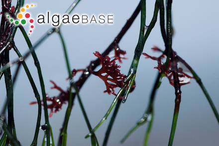 Heringia mirabilis (C.Agardh) J.Agardh