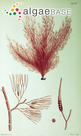 Dasya capillaris Hooker f. & Harvey