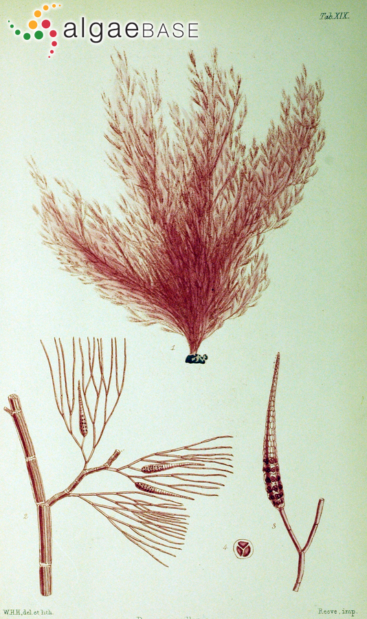 Dasya capillaris Hooker f. & Harvey
