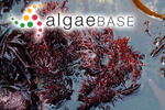 Phyllotylus flabellatus J.Agardh