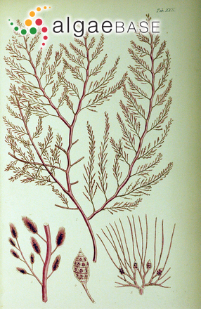 Dasysiphonia naccarioides (Harvey) M.M.Cassidy, C.W.Schneider & G.W.Saunders
