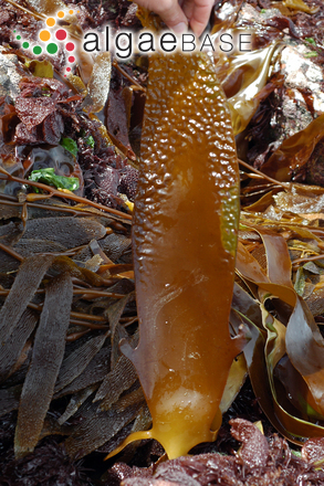 Ecklonia maxima (Osbeck) Papenfuss