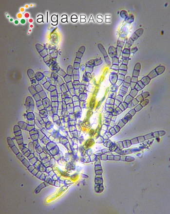 Schizocladia ischiensis E.C.Henry, K.Okuda & H.Kawai