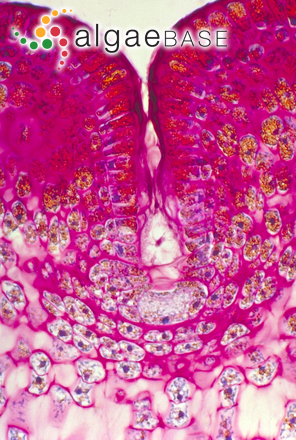 Pelvetiopsis limitata (Setchell) N.L.Gardner