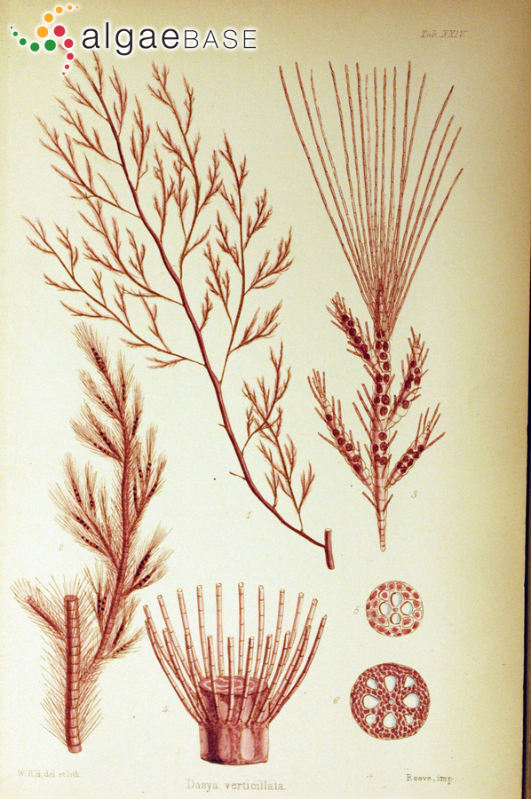 Lophothalia verticillata (Harvey) Kützing