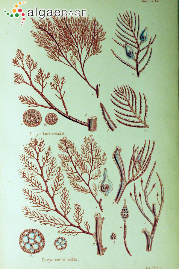 Lophothalia hormoclados (J.Agardh) J.Agardh