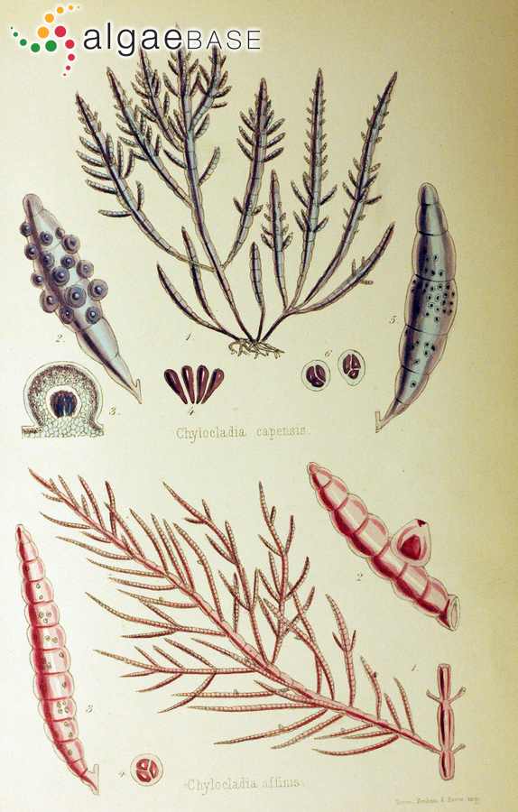 Chylocladia capensis Harvey