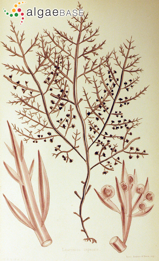 Chondria capensis (Harvey) Askenasy