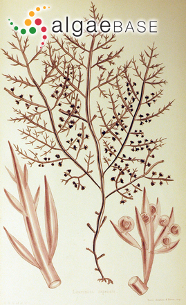 Chondria capensis (Harvey) Askenasy