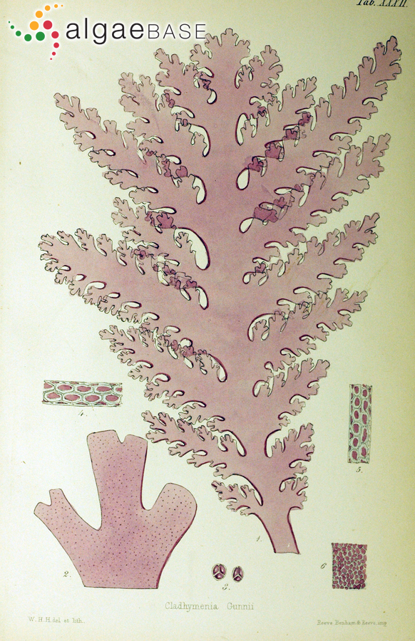 Rhodophyllis membranacea (Harvey) Hooker f. & Harvey