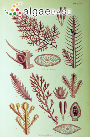 Delisea elegans J.V.Lamouroux