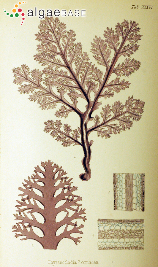 Callophycus dorsiferus (C.Agardh) P.C.Silva