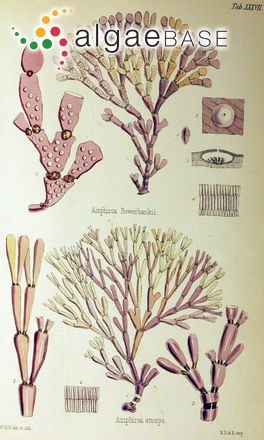 Amphiroa bowerbankii Harvey