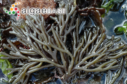 Codium fragile (Suringar) Hariot