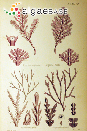 Amphiroa corymbosa (Lamarck) Decaisne
