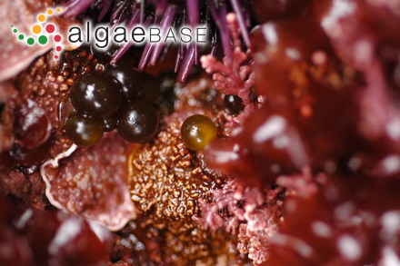 Derbesia marina (Lyngbye) Solier