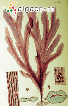 Hymenena venosa (Linnaeus) C.Krauss